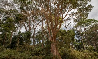 Grupa VELUX i WWF wspólnie rozpoczynają historyczny projekt regeneracji lasów