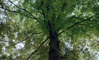 Chrońmy lasy, aby zachować różnorodność biologiczną i powstrzymać zmianę klimatu